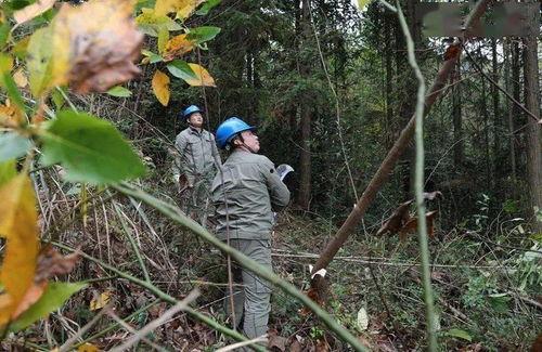 坡坡吃瓜,揭秘娱乐圈的甜蜜瓜田