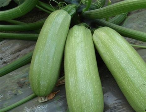 痛风可以吃田瓜