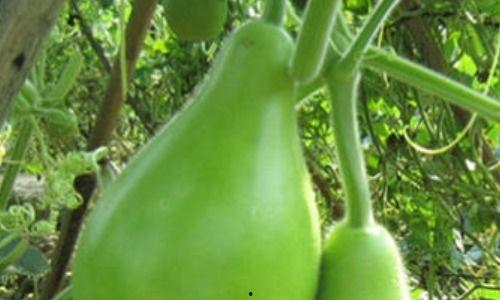 黄瓠瓜怎么吃最好,解锁美味新境界