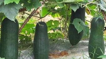 吃瓜说大片,揭秘影视圈幕后故事