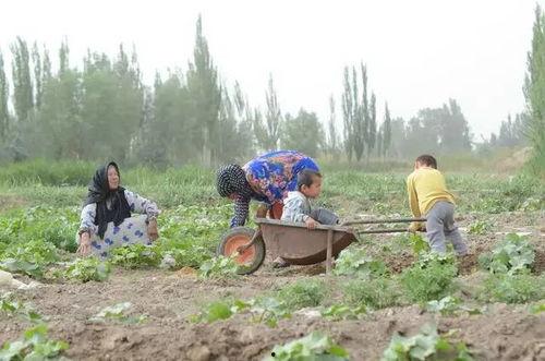 吉林沙漠吃瓜群众,吃瓜群众的沙漠奇遇记