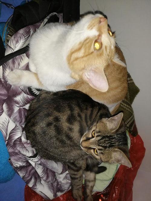 吃瓜的猫小叶,揭秘娱乐圈那些事儿