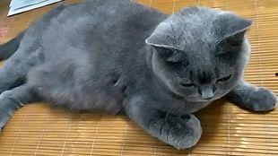 吃瓜的猫小叶,揭秘娱乐圈那些事儿