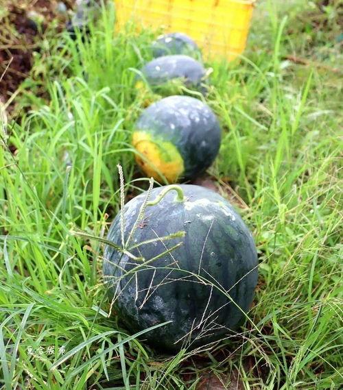 泰安当地吃瓜视频,一网打尽当地美食风情