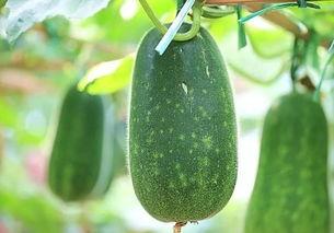 夏天吃五瓜是哪五种瓜,夏日五瓜养生之道