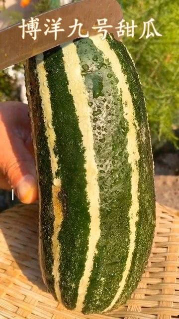 熟了裂开可以吃的瓜,探索裂开可食的瓜类美食之旅
