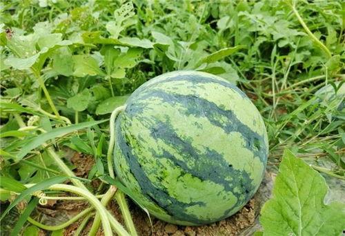 熟了裂开可以吃的瓜,探索裂开可食的瓜类美食之旅