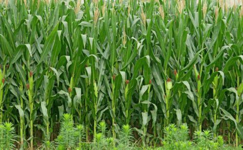 玉米回家吃瓜了