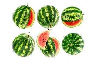 玉米回家吃瓜了