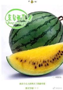 开渔吃瓜,共享丰收喜悦，畅谈渔村瓜香四溢