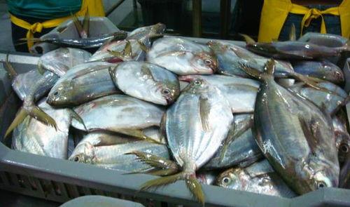 开渔吃瓜,共享丰收喜悦，畅谈渔村瓜香四溢