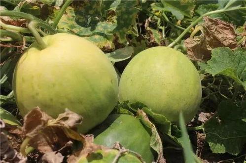 柳浪湾吃瓜,品味杭州风情