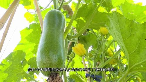 柳浪湾吃瓜,品味杭州风情