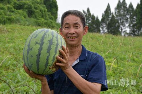 肖家沟吃瓜,一场别开生面的吃瓜盛宴