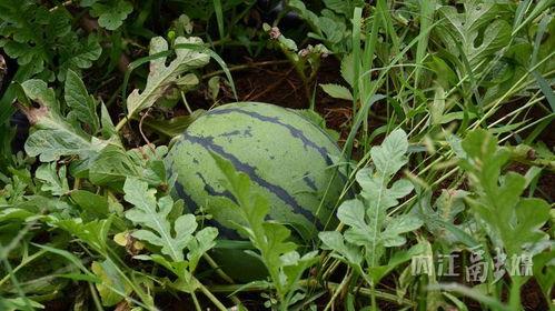 肖家沟吃瓜,一场别开生面的吃瓜盛宴