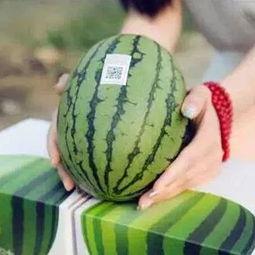 喜欢吃瓜的瓜,探寻瓜类美食的无限魅力