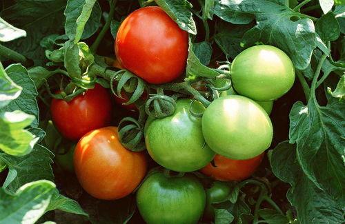 南风吃瓜番茄,番茄的奇妙之旅