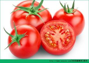 南风吃瓜番茄,番茄的奇妙之旅