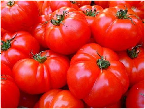 南风吃瓜番茄,番茄的奇妙之旅