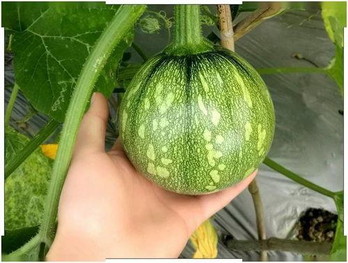 小刘同学吃瓜,揭秘娱乐圈那些不为人知的幕后故事