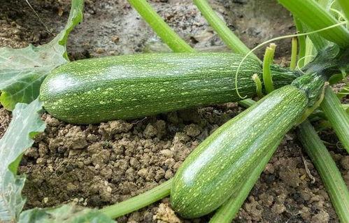 葫瓜怎么吃最好