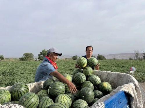 东湖学院吃瓜,揭秘校园美食背后的故事