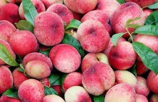 peach 吃瓜,揭秘“吃瓜群众”背后的趣味与真相