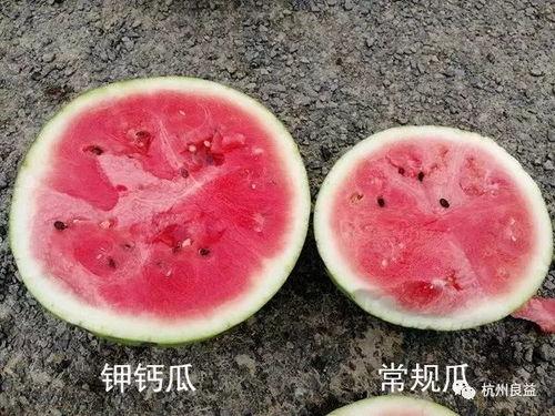 生瓜怎么吃最好,生瓜的多样美味食用指南