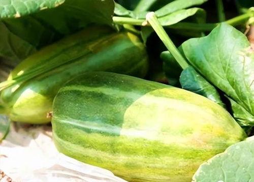 生瓜怎么吃最好,生瓜的多样美味食用指南