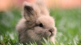 带你吃瓜兔子游戏,带你领略“吃瓜兔子”游戏的趣味世界