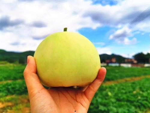 金清吃瓜,揭秘娱乐圈背后的那些事儿