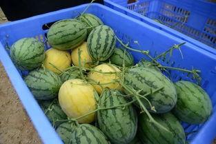 罗源吃瓜群,揭秘网络社交圈的趣味与争议