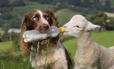 小羊口事件吃瓜,揭秘背后真相，吃瓜群众热议不已