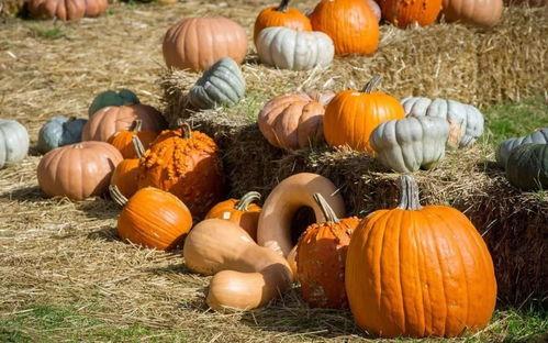 二十背篓吃瓜,一场别开生面的夏日盛宴