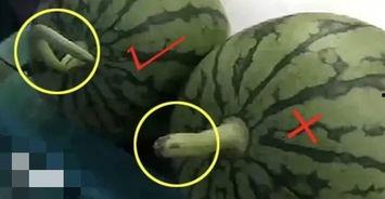 吃瓜心愿,揭秘吃瓜心愿背后的甜蜜诱惑