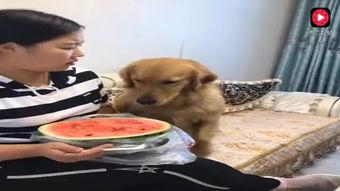 吃瓜小妞妞,揭秘娱乐圈那些不为人知的幕后故事