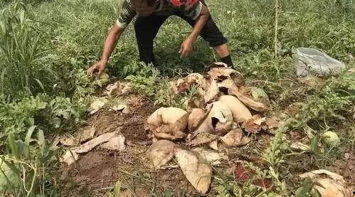 郏县最新吃瓜事件,揭秘背后真相与争议