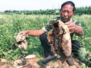 郏县最新吃瓜事件,揭秘背后真相与争议