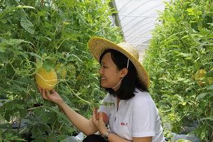 天津和平吃瓜,夏日吃瓜指南，畅享清凉一夏