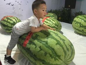 蚌埠吃瓜群众事件,网络舆论场上的风波与反思