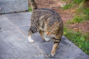 吃瓜群众搞笑猫猫,萌宠界的搞笑担当