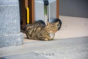 吃瓜群众搞笑猫猫,萌宠界的搞笑担当