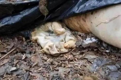 法医分尸吃瓜事件,一场惊心动魄的吃瓜盛宴