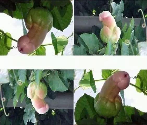 越南乳瓜怎么吃,探索东南亚风味新选择