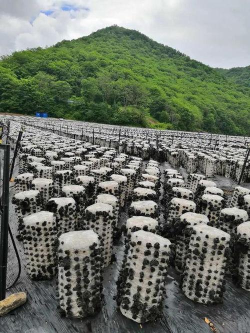 临江前线吃瓜,吃瓜群众见证历史瞬间