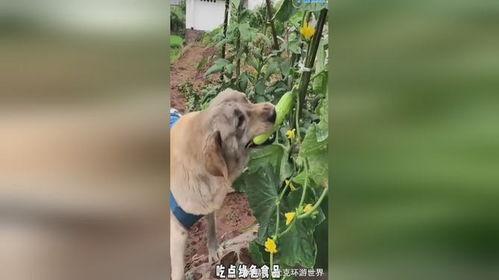 小狗可以吃酥瓜