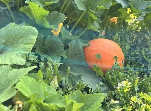 四川吃瓜吃瓜的意思,吃瓜吃瓜，竟有如此深意！