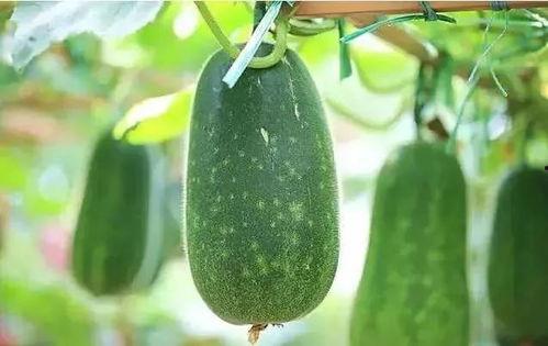 老瓜新吃比喻什么,传统与创新交融的智慧结晶