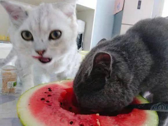 吃瓜人和猫视频