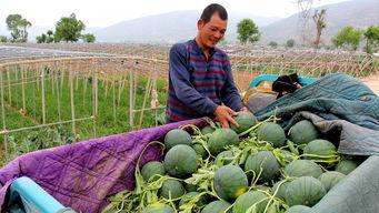 新兴镇吃瓜,瓜果飘香，品味乡村新生活